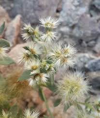 Image result for Silene abyssinica