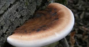 Image result for Ischnoderma resinosum