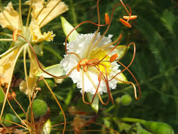 Image result for Delonix