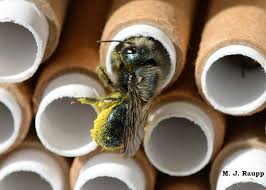 If the mason bees emerge from their cocoons too early or too late to find nearby food they will likely starve. Busy By Day But What Do Mason Bees Do At Night Mason Bees Osmia Spp Bug Of The Week