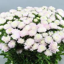 Same day delivery across the united states Pin On May Flowers