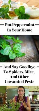But these chemicals are extremely harmful to humans and other animals through the following ways: Put Peppermint In Your Home And Say Goodbye To Spiders Mice And Other Unwanted Pests Peppermint Plants Garden Pest Control Garden Pests