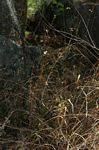 Image result for Buchnera buchneroides