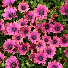 In many instances, the plants will take a break from blooming during the hot summer until cool nights resume in fall. Pin On Annie S