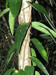 Image result for Marsdenia schimperi