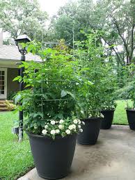 Eating tomatoes often can improve your eyesight, prevent cancer and make your skin more beautiful. Growing Tomatoes In Pots Growing Vegetables In Pots Growing Tomato Plants Growing Organic Tomatoes