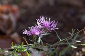 Bighead Knapweed Flower Youtube Best Flower Wallpaper