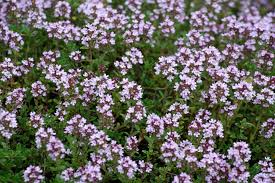 It forms attractive, tiny lavender flowers which attract bees. Crccd English Thyme Connecticut S Conservation Districts