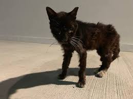 Emaciation is defined as extreme weight loss and unnatural thinness due to a loss of subcutaneous fat (the fatty, or adipose tissue beneath the skin) and muscle throughout the body. Cat Found Emaciated In Tampines Caregiver Seeks Donations For Vet Bills