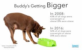 36 free images of fat dog. Low Fat Dog Food Darwin S Natural Pet Products Darwin S Pet Food