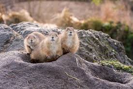 Image result for Cynomys ludovicianus obrázek