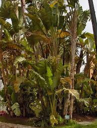 Image result for Strelitzia alba