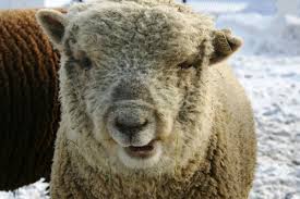 Symptoms and medical conditions : Dump Of Animals With Down Syndrome Album On Imgur