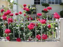 Stockist Style Lincoln Rose Planting Roses Growing Roses Hybrid Tea Roses