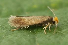 Image result for Stigmella roborella