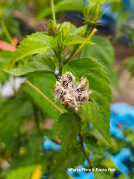 Image result for Hibiscus micranthus