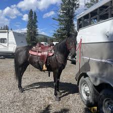VIC BENNETT ALL AROUND SADDLE FOR SALE IN SASKATCHEWAN Good Condition. 15  inch seat padded to 14. To CONTACT THE SELLER or to GET MORE INFORMATION go  to the NORTHERNHORSE.COM CLASSIFIEDS by