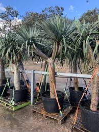 Dragon blood tree is a tree indigenous to the socotra archipelago. Dragon Tree Dracaena Draco Designer Trees Australia