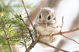 Image result for squirrel