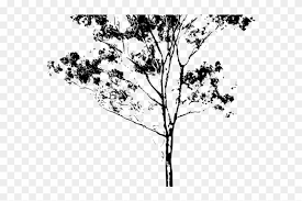 Download transparent eucalyptus png for free on pngkey.com. Eucalyptus Clipart Gum Tree Drawings Png Transparent Png 640x480 3105069 Pngfind