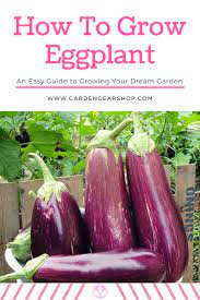 Pin On Garden Guides