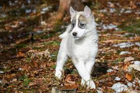 Image result for západosibiřská lajka