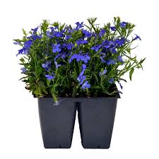 Image result for Lobelia fervens