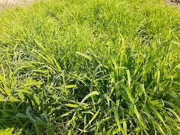 Kate middleton is reportedly set to take on the honorary roles as patron of england rugby football union (rfu) and rugby football league (rfl) after prince harry's royal exit. Jai Barsim Growing On Krishna Gai Farm Facebook