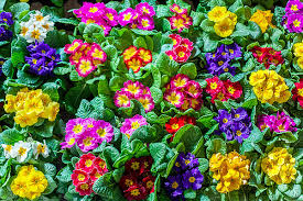 They are good for containers, borders and ground covers as. 20 Summer Flowering Plants In India India Gardening