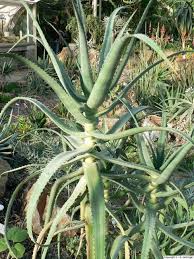 Image result for Aloe volkensii