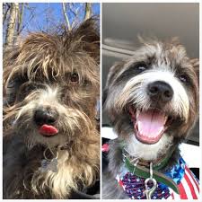 Here to take care of all your pets needs at nice affordable. Healthy Pet Grooming 2640 Brandt School Rd Wexford Pa Pet Grooming Mapquest