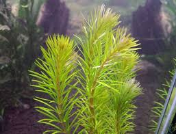 Image result for Rotala mexicana