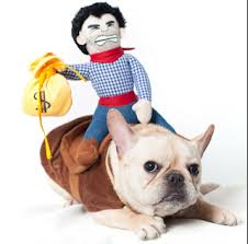 Komik Resimler Buldog Komik Kopekler Komik