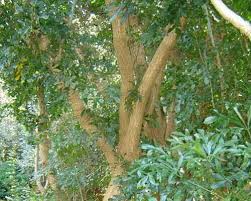 Image result for Cussonia spicata