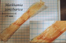 Image result for Markhamia zanzibarica
