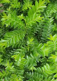Image result for Phyllanthus beillei