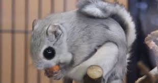 Pin By Kali Moulton On Little Friends Flying Squirrel Pet Squirrel Pictures Flying Squirrel