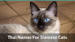 25 Mythological Native American Names for Your Cat ...