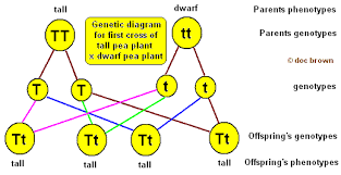 Genetics Inheritance Of Characteristics Dominant Recessive