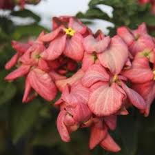 Image result for Mussaenda