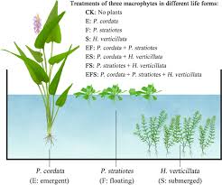 Image result for Hemarthria natans