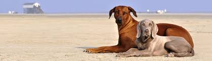 Unser liebevoll und komfortabel eingerichtetes ferienhaus liegt nur wenige gehminuten hinter dem böhler leuchtturm, unweit vom feinsandigen badestrand entfernt. Urlaub Mit Hund In St Peter Ording Im Ferienhaus Ferienwohnung Hundeurlaub De
