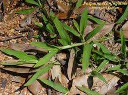 Image result for Paspalum conjugatum