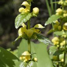 Image result for Lamium galeobdolon