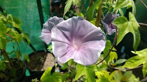 Image result for Ipomoea prismatosyphon