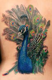 Significado Da Tatuagem De Pavao