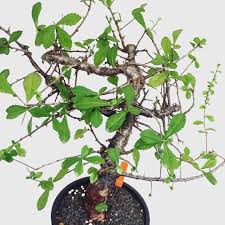 Image result for Commiphora kua