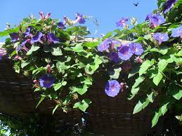 Morning Glory Flower In Spanish Best Flower Wallpaper