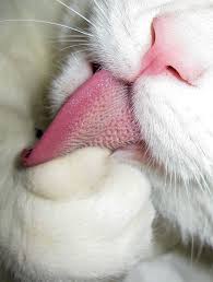 Paws Nose Tongue Cats Cat Paws Pretty Cats