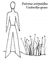 Image result for Fuirena abnormalis